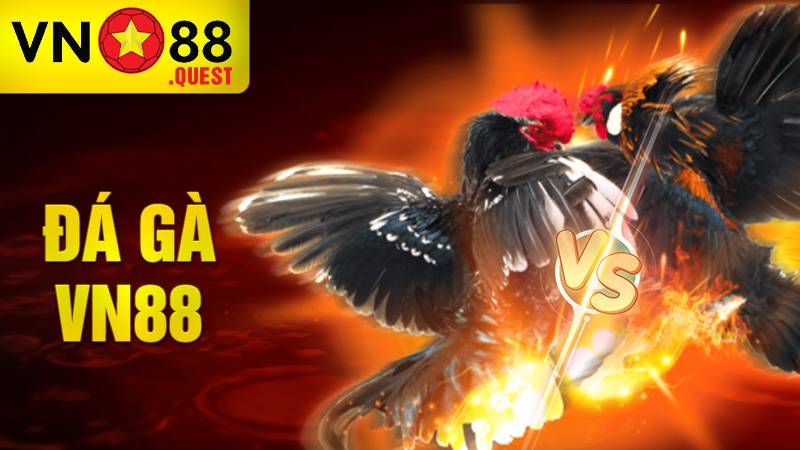 Đá gà VN88